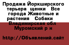 Продажа Йоркширского терьера, щенки - Все города Животные и растения » Собаки   . Владимирская обл.,Муромский р-н